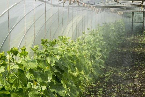 Le Rôle Clé des Énergies Renouvelables et du Solaire dans la Permaculture